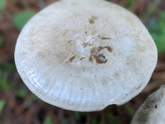 Agaricales