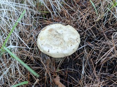 Clitopaxillus alexandri