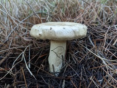 Clitopaxillus alexandri