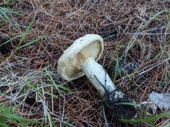 Clitopaxillus alexandri