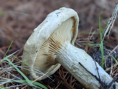 Clitopaxillus alexandri