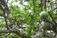 Strychnos madagascariensis