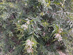 Sannantha pluriflora