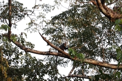 Cercopithecus nictitans