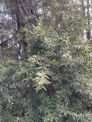 Sannantha pluriflora