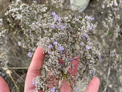 Limonium dichotomum