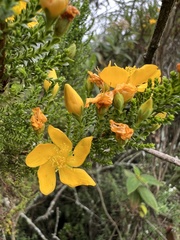 Hypericum goyanesii