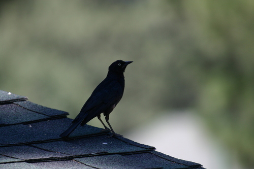 iNaturalist observation photo of Brewer's Blackbird