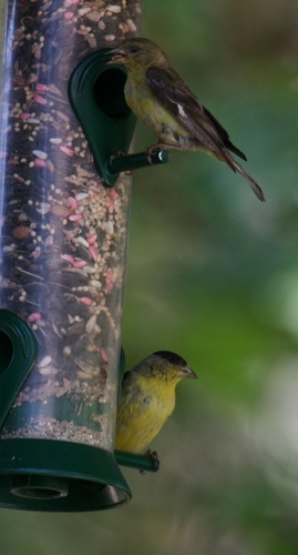 iNaturalist observation photo of Lesser Goldfinch