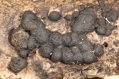 Annulohypoxylon annulatum