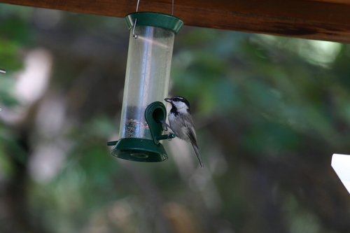 iNaturalist observation photo of Mountain Chickadee