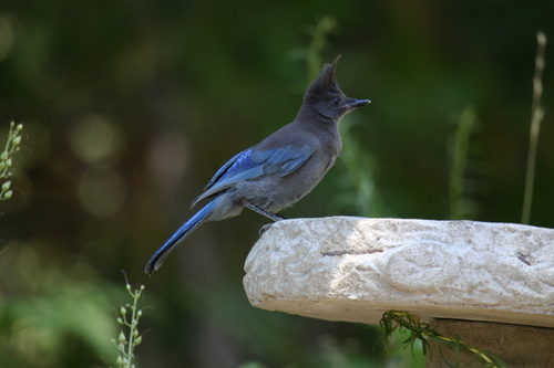 iNaturalist observation photo of Steller's Jay