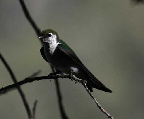 iNaturalist observation photo of Violet-green Swallow