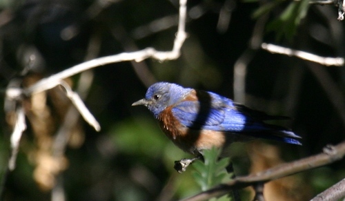 iNaturalist observation photo of Western Bluebird