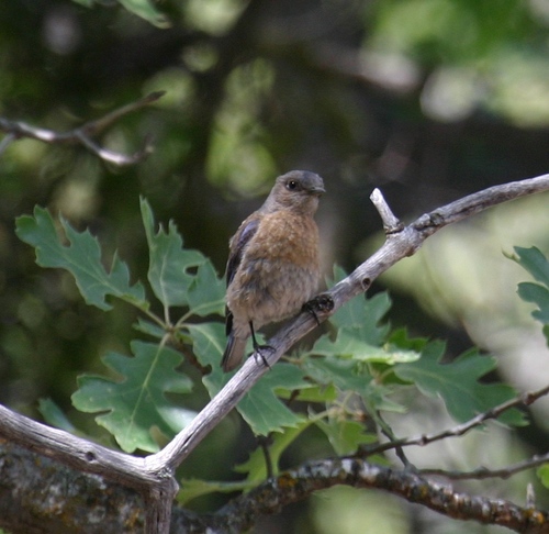iNaturalist observation photo of Western Bluebird