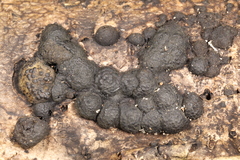 Annulohypoxylon annulatum