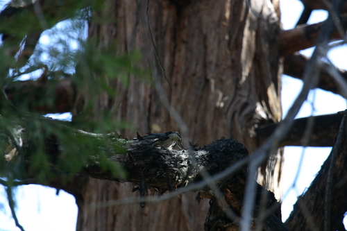 iNaturalist observation photo of White-breasted Nuthatch
