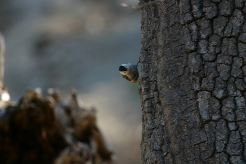 iNaturalist observation photo of White-breasted Nuthatch