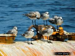 Leucophaeus atricilla