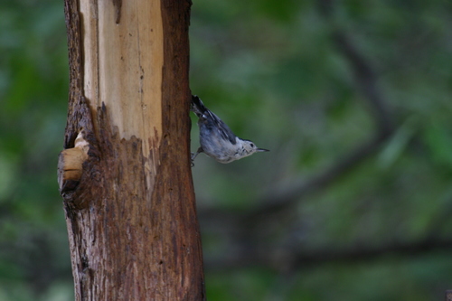 iNaturalist observation photo of White-breasted Nuthatch