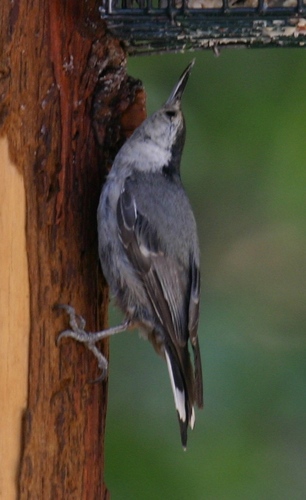 iNaturalist observation photo of White-breasted Nuthatch