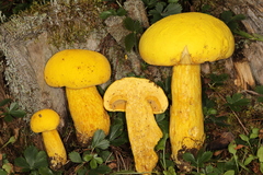 Aureoboletus auriflammeus