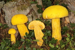 Aureoboletus auriflammeus