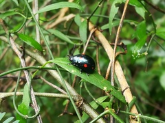 Labidomera suturella