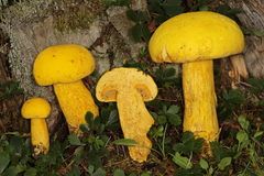 Aureoboletus auriflammeus