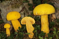 Aureoboletus auriflammeus