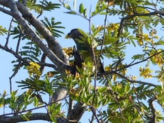Poicephalus cryptoxanthus