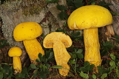 Aureoboletus auriflammeus