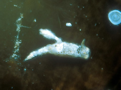 Goniodorididae