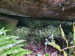 Notogrammitis patagonica