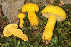 Aureoboletus auriflammeus