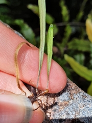 Notogrammitis patagonica