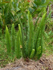 Nephrolepis abrupta