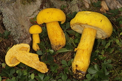 Aureoboletus auriflammeus