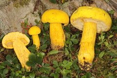 Aureoboletus auriflammeus