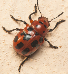 Euryope terminalis