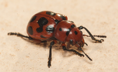 Euryope terminalis
