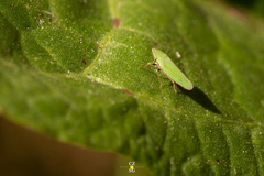 Draeculacephala minerva