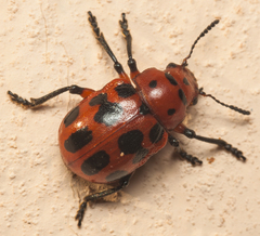 Euryope terminalis