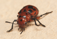 Euryope terminalis