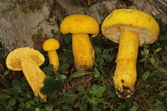 Aureoboletus auriflammeus