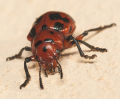 Euryope terminalis