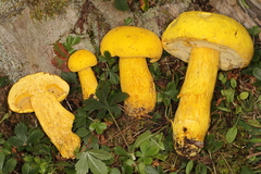 Aureoboletus auriflammeus