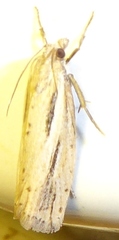 Eucosma bilineana