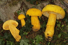 Aureoboletus auriflammeus