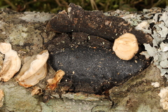 Biscogniauxia mediterranea